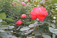 IMG_8151.jpg