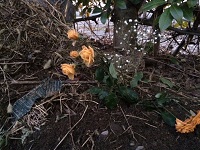 IMG_1317.JPG
