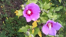 2016071407270000.jpg