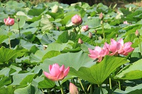 IMG_1290.JPG