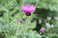 IMG_1424.JPG