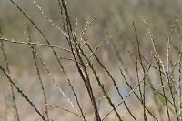 IMG_4537.jpg
