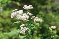 IMG_0937.jpg