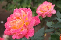 IMG_8153.jpg
