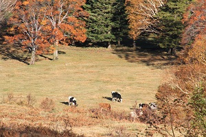 IMG_8825.jpg