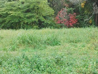 005.jpg