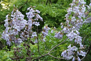 IMG_8010.jpg