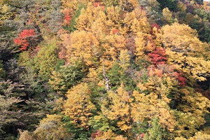 IMG_8791.jpg
