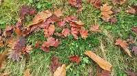 DSC_0185.JPG