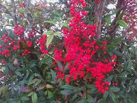 IMG_20171128_070502.jpg