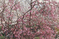 IMG_3091.JPG