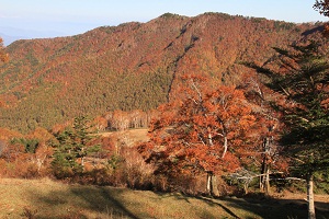IMG_8812.jpg