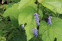 IMG_1437.jpg