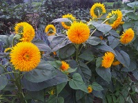 IMG_20170801_184239.jpg