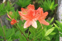 IMG_6309.jpg