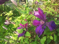 IMG_20180511_061209.jpg
