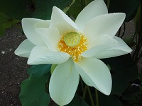 IMG_20140816_074916.jpg