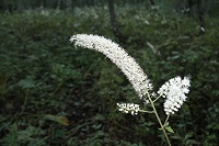 IMG_1392.JPG