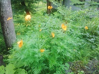 IMG_20140809_133700.jpg