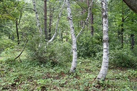 IMG_0935.jpg