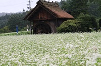 IMG_3866_-_.JPG