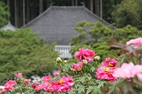 IMG_0746.jpg