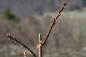 IMG_7251.jpg
