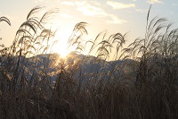 IMG_1131.JPG