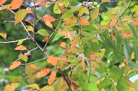 IMG_4934.jpg