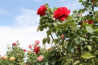 IMG_8145.JPG