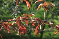 IMG_6301.jpg