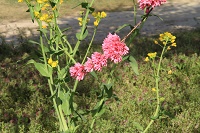IMG_3174.JPG