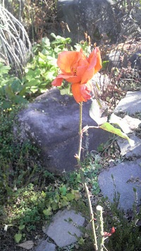 2011112613180000.jpg