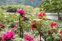 IMG_0735.jpg