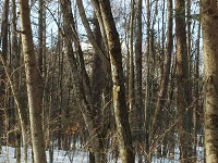 DSC_0080.jpg