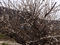 IMG_1478.JPG