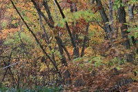IMG_5867.jpg