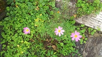 DSC_0065.JPG