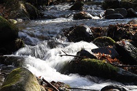IMG_4267.JPG