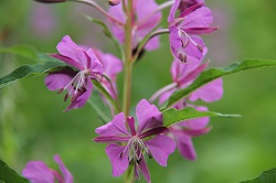 IMG_3698.JPG
