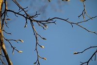 IMG_1254.jpg