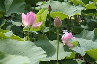 IMG_1276.JPG