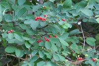 IMG_1439.JPG