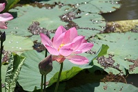 IMG_0867.jpg