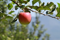 IMG_8556.JPG