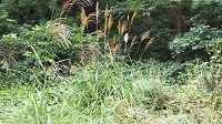 DSC_0054.JPG