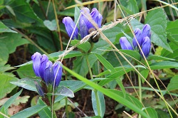 IMG_1794.JPG