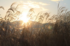 IMG_1141.JPG