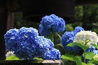 IMG_3612.JPG