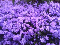 IMG_20180429_183718.jpg